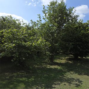 hillmorton vale community orchard