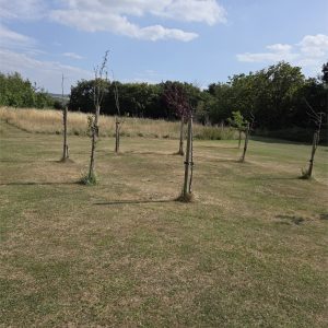 hillmorton vale community orchard