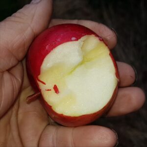 Apple - Widows Friend
