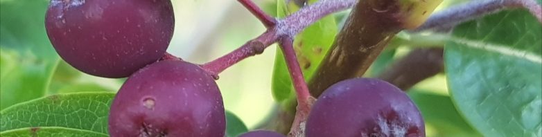 Sorbus - Sorbopyrus. 'burka' - Hybrid