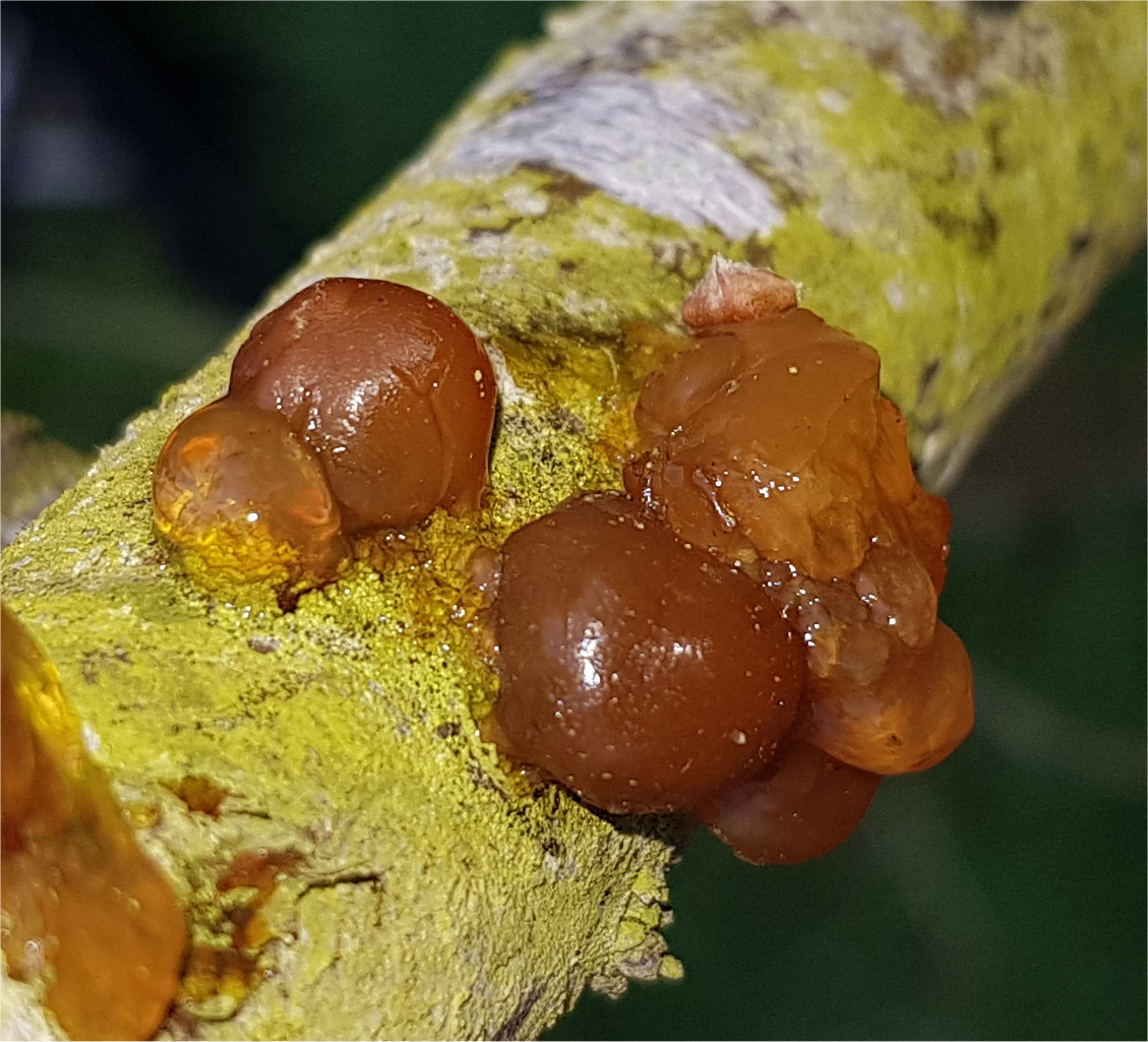 Sticky Gum exuding from Plum tree Gummosis The BLOG of www.gb