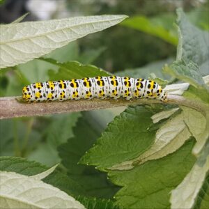 Mullein moth caterpillar