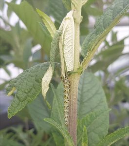 Mullein moth caterpillar