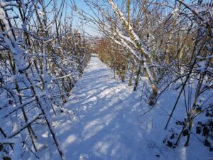 Winter Snow in the Orchard February 2021